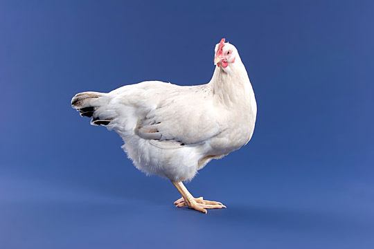 Delaware Hen